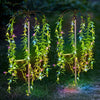 Vibrant 4-Piece Garden Solar Lights